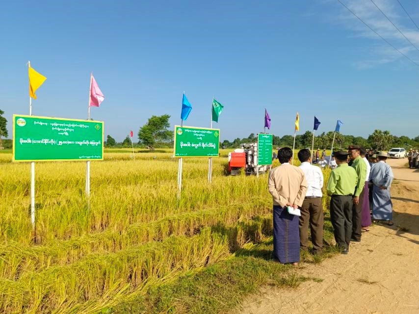 သရက်မြို့နယ်၊ ကိုးပင်ကျေးရွာအုပ်စု၊ မုံဇလီကျေးရွာ၊ တောင်သူ ဦးလှသိန်းပါ ၁၇ ဦးတို့မှ စိုက်ပျိုးထားသော မိုးစပါး(အောင်နိုင်တိုး) အထွက်တိုးစံပြကွက်၌ ရိတ်သိမ်း ချွေလှေ့စက်ဖြင့် ရိတ်သိမ်းနေမှုအား ကြည့်ရှုအားပေး